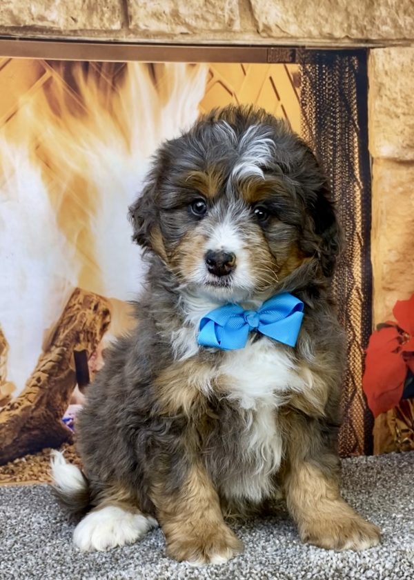 Photo of Mr. Forrest the Mini-Bernedoodle puppy