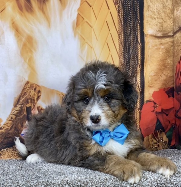 Photo of Mr. Forrest the Mini-Bernedoodle puppy