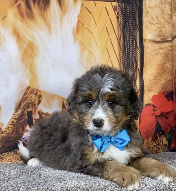 Photo of Mr. Forrest the Mini-Bernedoodle puppy