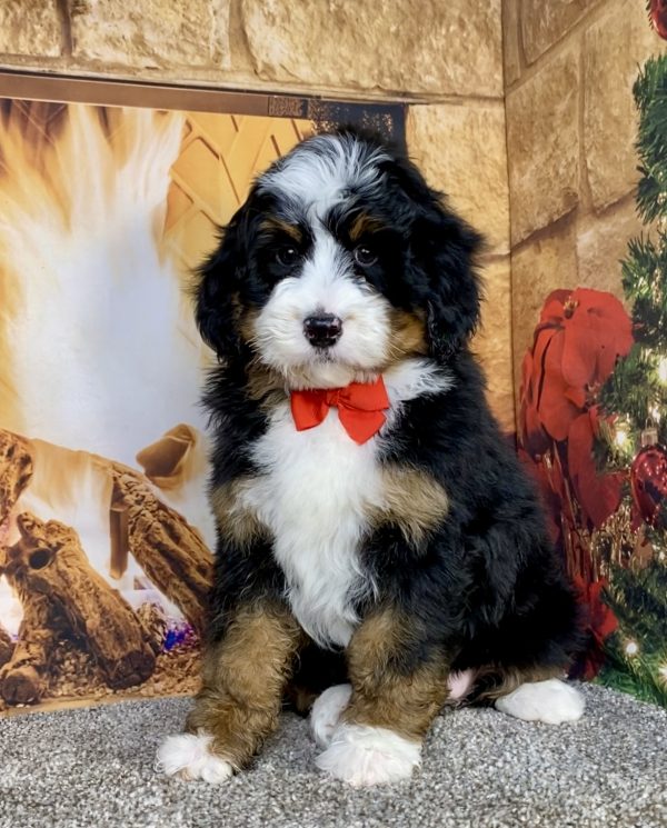Mr. Gabe the Mini-Bernedoodle puppy
