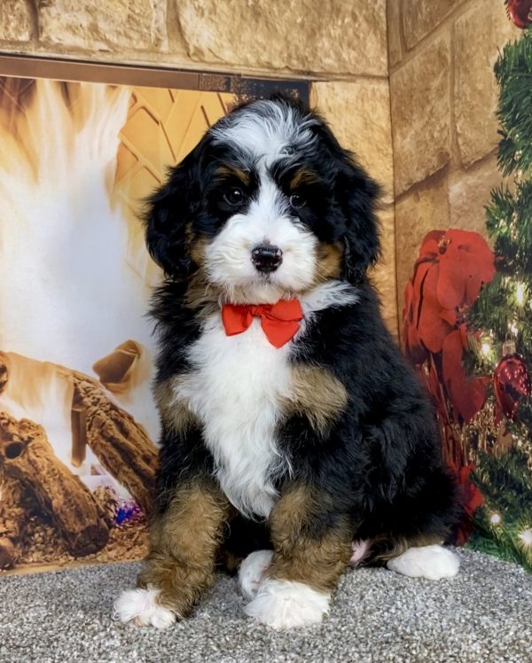 Photo of Mr. Gabe the Mini-Bernedoodle puppy