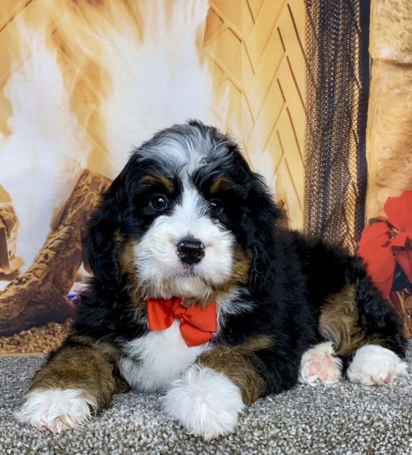 Photo of Mr. Gabe the Mini-Bernedoodle puppy