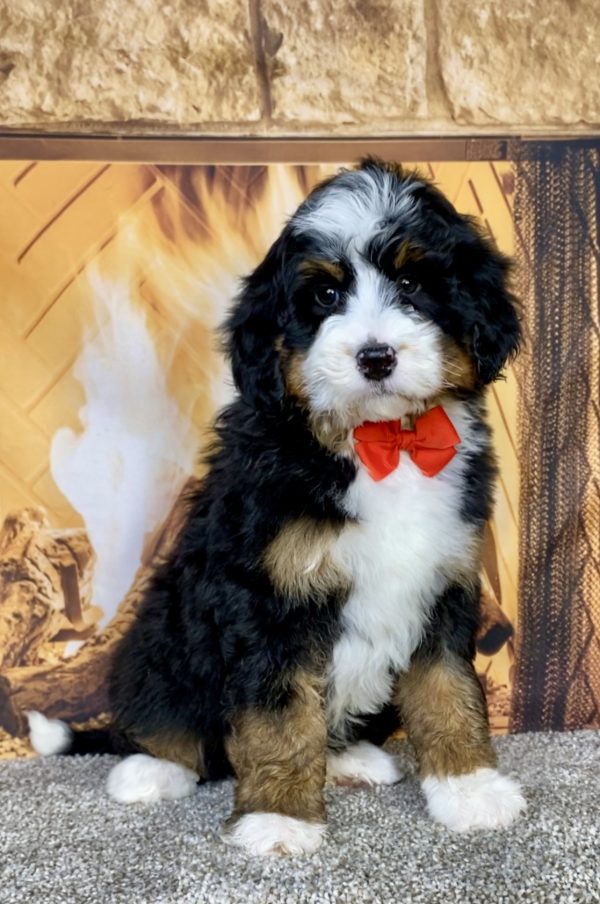 Photo of Mr. Gabe the Mini-Bernedoodle puppy