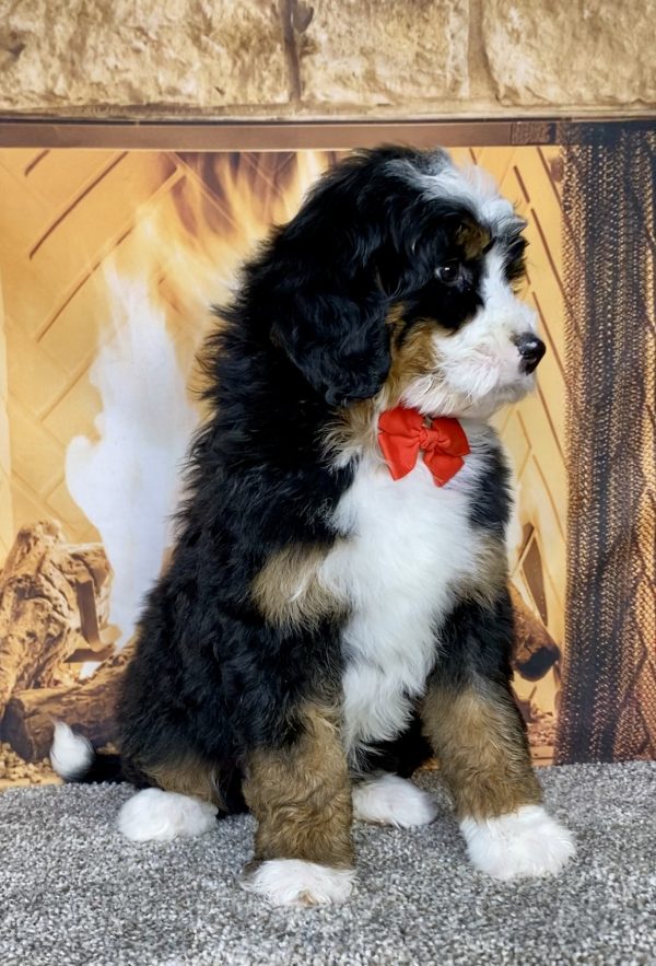 Photo of Mr. Gabe the Mini-Bernedoodle puppy