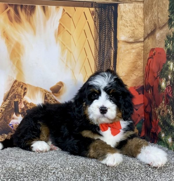 Photo of Mr. Gabe the Mini-Bernedoodle puppy