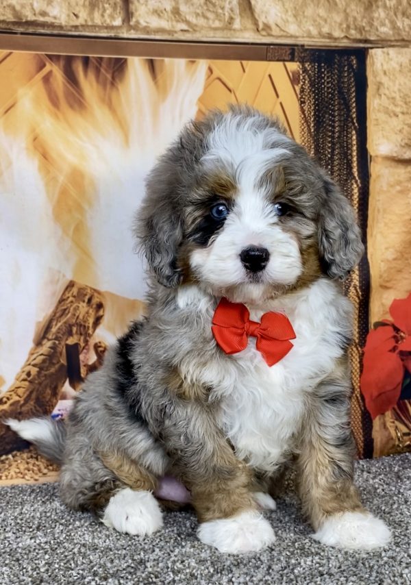 Mr. Gus the Mini-Bernedoodle puppy