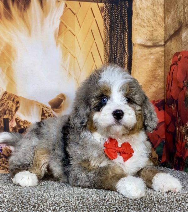 Photo of Mr. Gus the Mini-Bernedoodle puppy