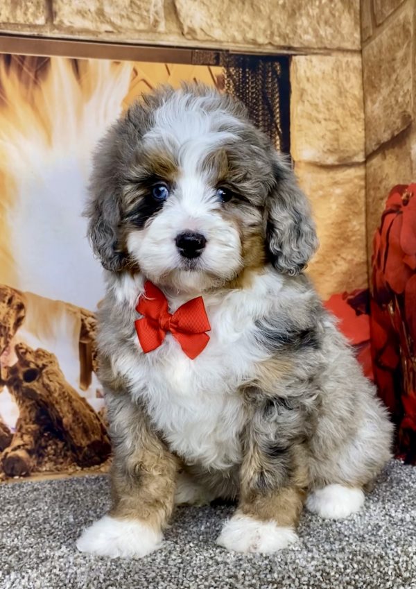 Photo of Mr. Gus the Mini-Bernedoodle puppy