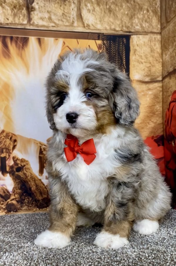 Photo of Mr. Gus the Mini-Bernedoodle puppy