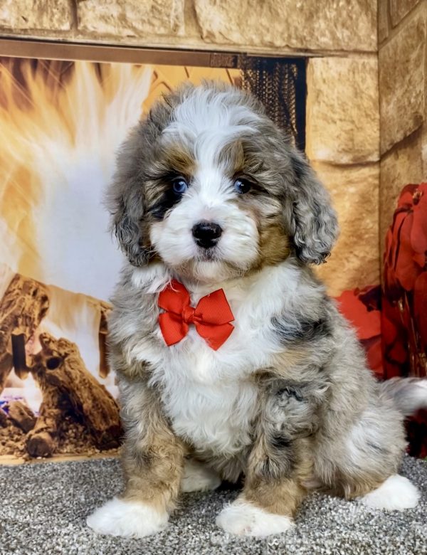 Photo of Mr. Gus the Mini-Bernedoodle puppy