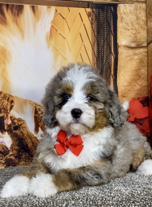 Photo of Mr. Gus the Mini-Bernedoodle puppy