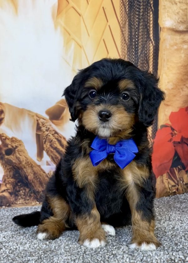 Mr. Hank the Mini-Bernedoodle puppy