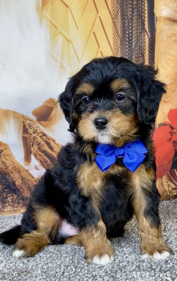 Photo of Mr. Hank the Mini-Bernedoodle puppy