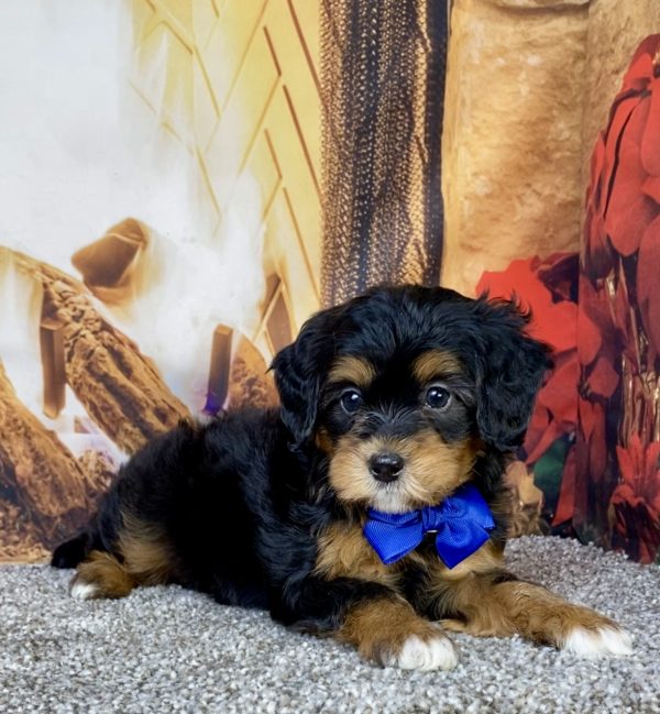 Photo of Mr. Hank the Mini-Bernedoodle puppy