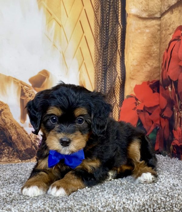 Photo of Mr. Hank the Mini-Bernedoodle puppy