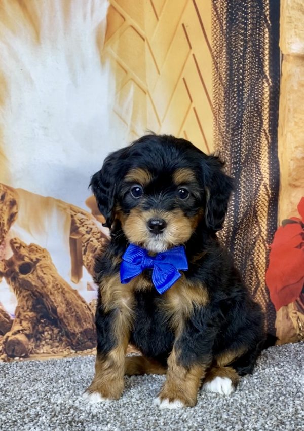 Photo of Mr. Hank the Mini-Bernedoodle puppy