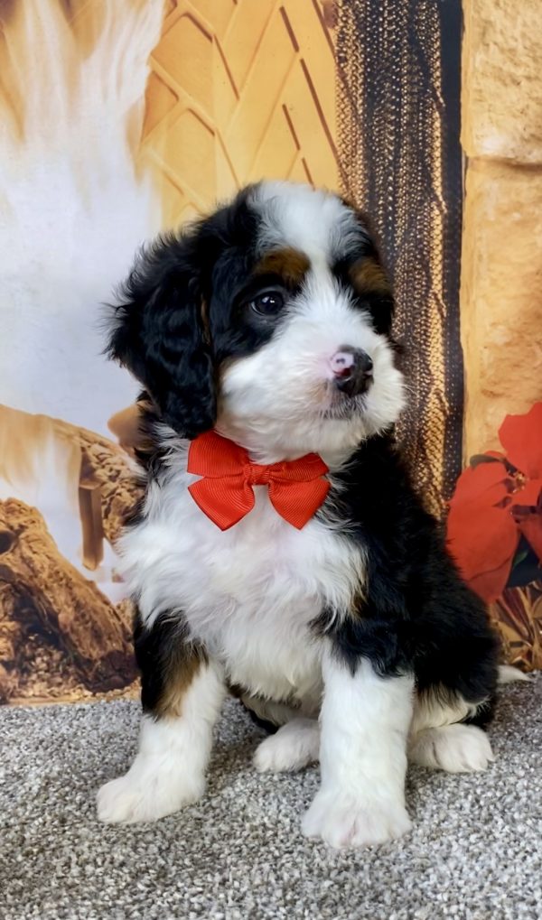 Photo of Mr. Happy the Mini-Bernedoodle puppy