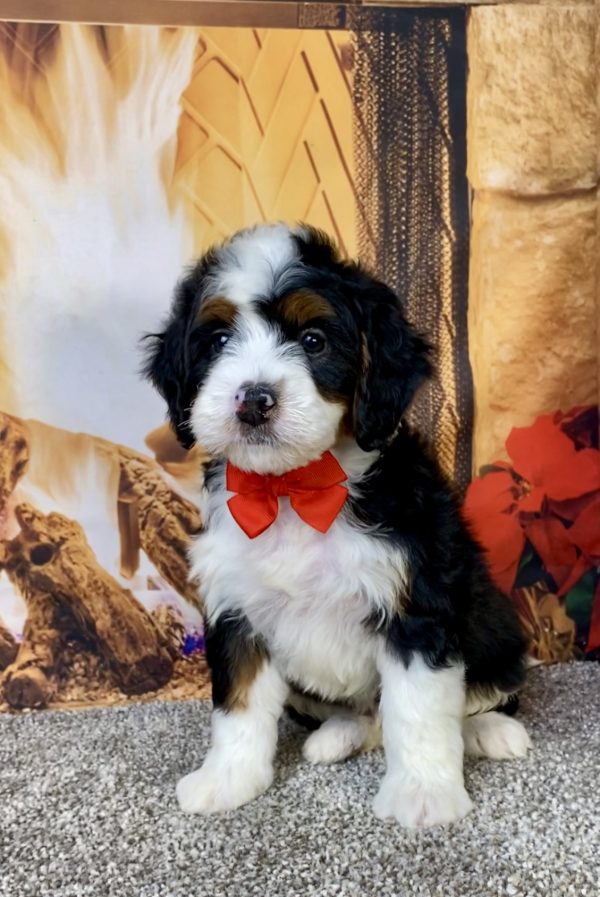 Photo of Mr. Happy the Mini-Bernedoodle puppy