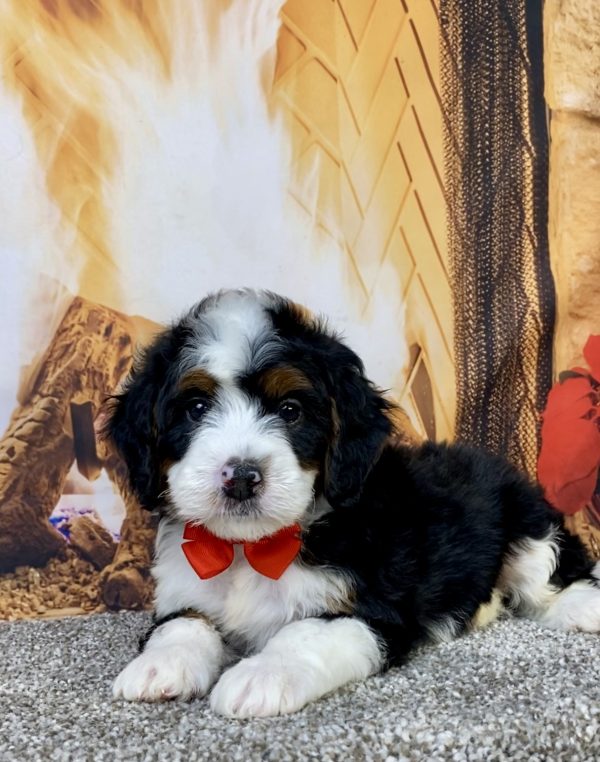 Photo of Mr. Happy the Mini-Bernedoodle puppy