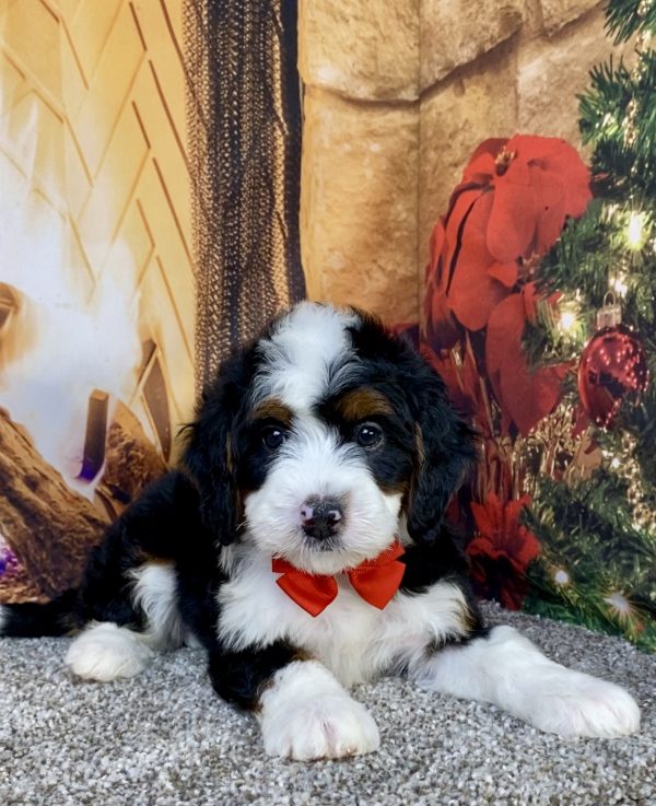 Photo of Mr. Happy the Mini-Bernedoodle puppy
