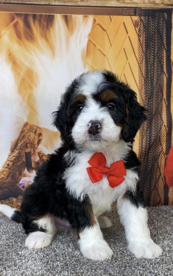 Photo of Mr. Happy the Mini-Bernedoodle puppy