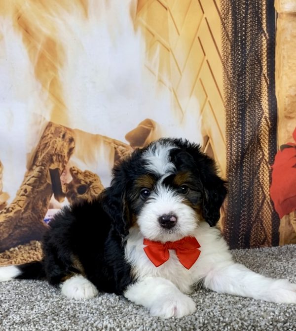 Photo of Mr. Hero the Mini-Bernedoodle puppy