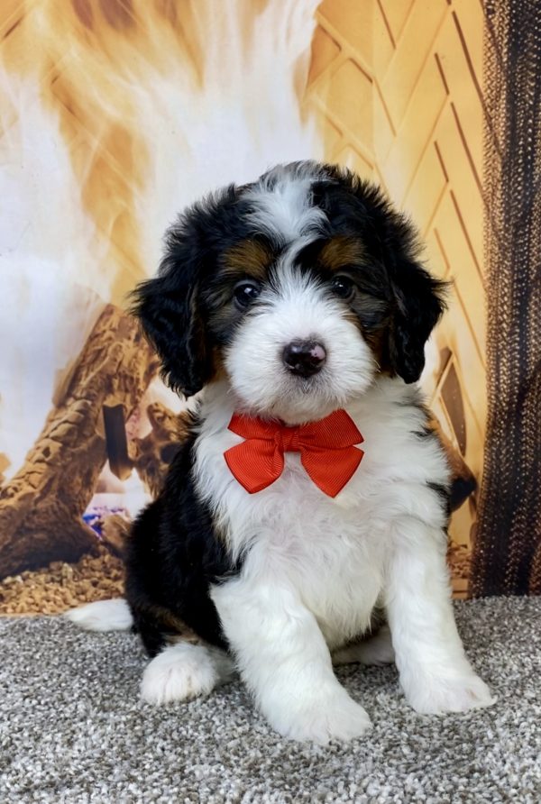 Photo of Mr. Hero the Mini-Bernedoodle puppy