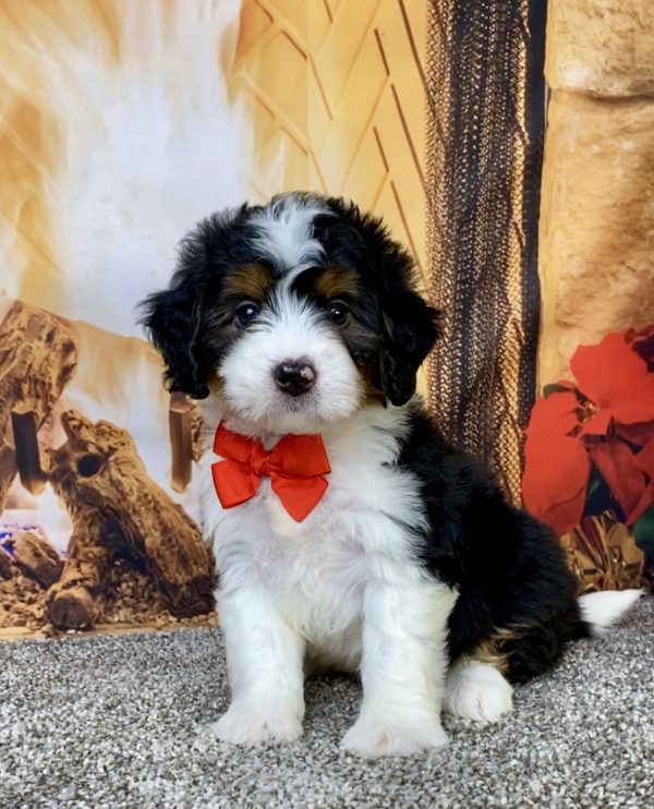 Mr. Hero the Mini-Bernedoodle puppy