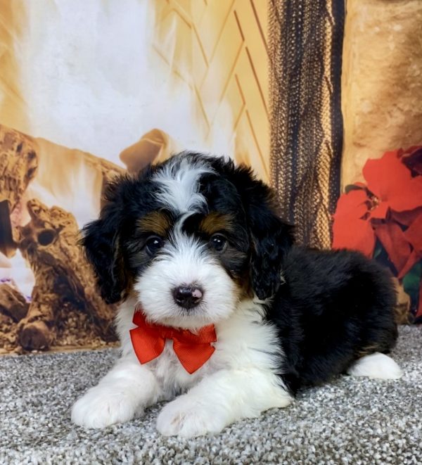 Photo of Mr. Hero the Mini-Bernedoodle puppy