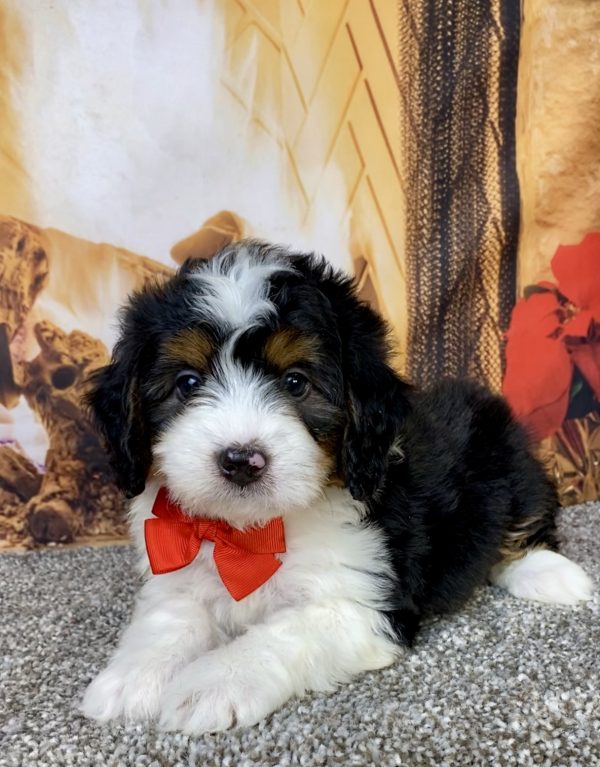 Photo of Mr. Hero the Mini-Bernedoodle puppy