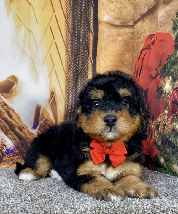 Mr. Hudson the Mini-Bernedoodle puppy