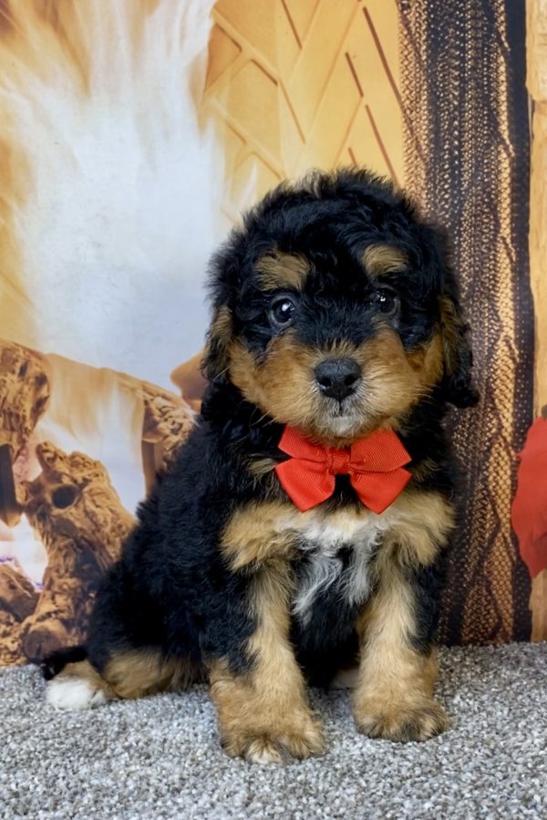 Photo of Mr. Hudson the Mini-Bernedoodle puppy