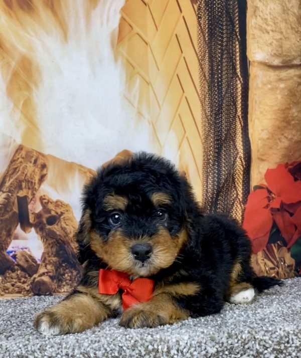 Photo of Mr. Hudson the Mini-Bernedoodle puppy