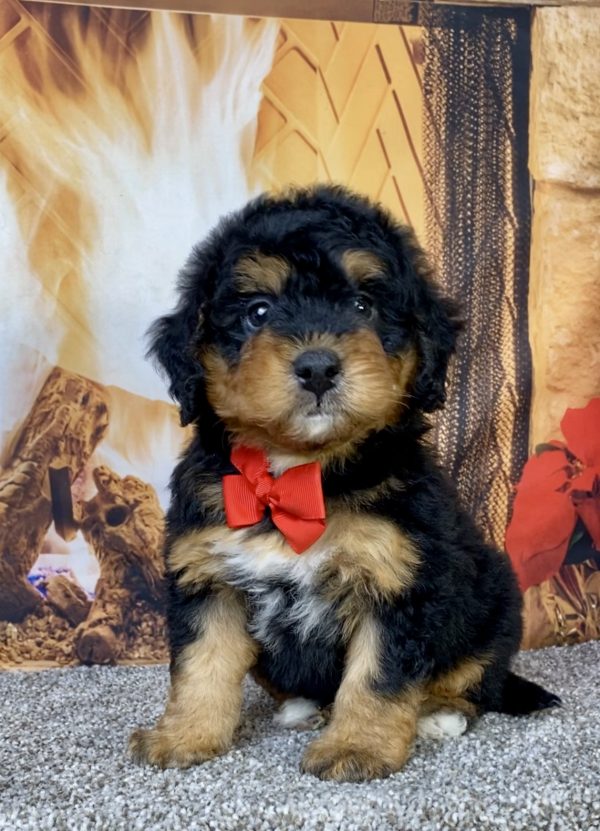 Photo of Mr. Hudson the Mini-Bernedoodle puppy