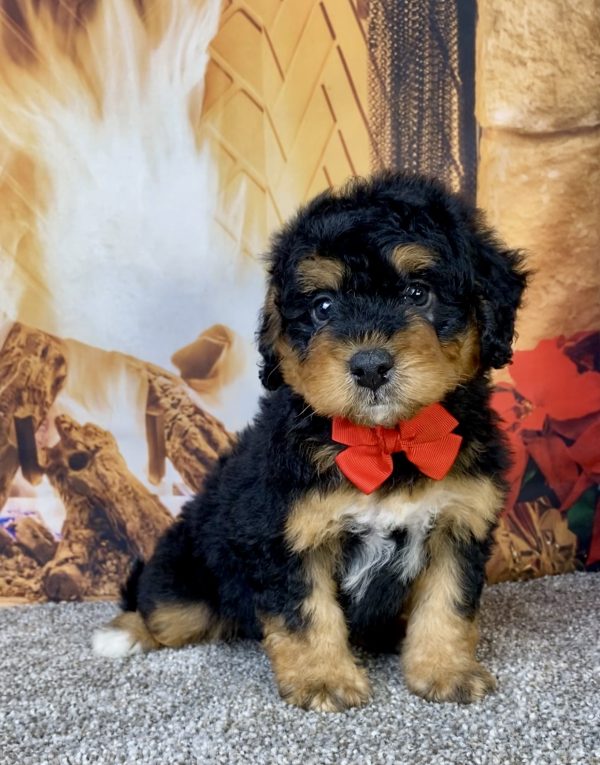 Photo of Mr. Hudson the Mini-Bernedoodle puppy