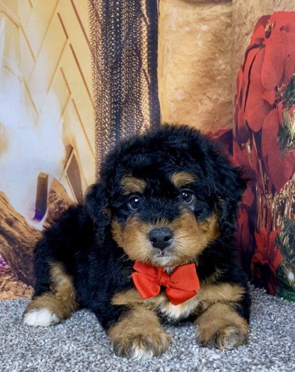 Photo of Mr. Hudson the Mini-Bernedoodle puppy