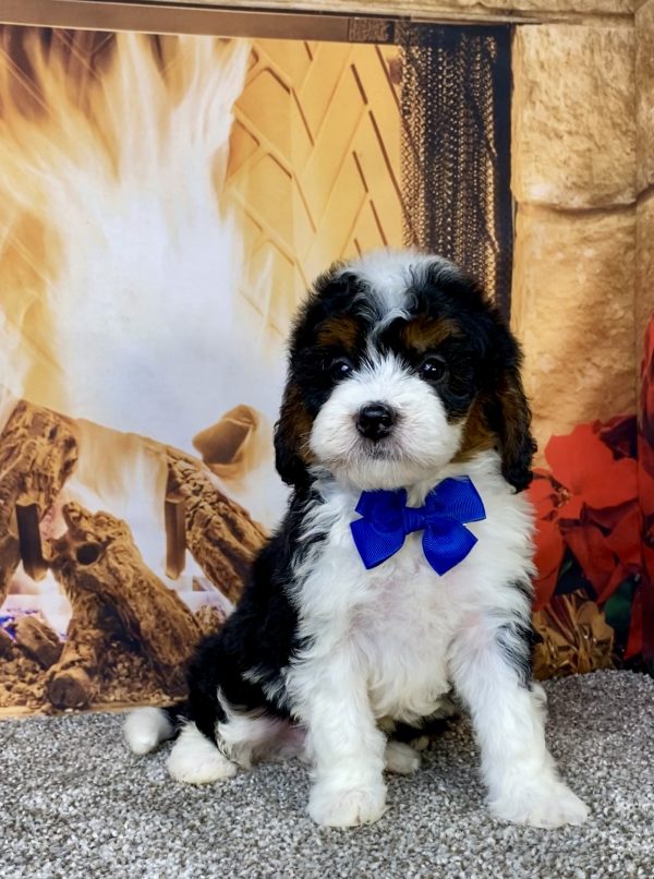 Mr. Hugo the Mini-Bernedoodle puppy