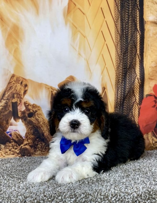 Photo of Mr. Hugo the Mini-Bernedoodle puppy