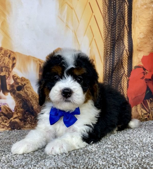 Photo of Mr. Hugo the Mini-Bernedoodle puppy