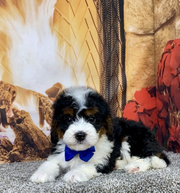 Photo of Mr. Hugo the Mini-Bernedoodle puppy