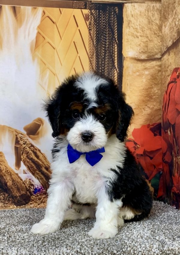 Photo of Mr. Hugo the Mini-Bernedoodle puppy