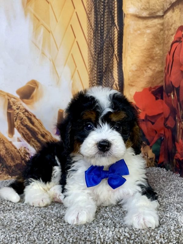 Photo of Mr. Hugo the Mini-Bernedoodle puppy