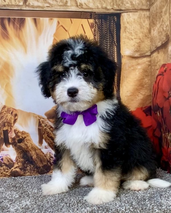 Ms. Bagel the  Mini-Bernedoodle puppy