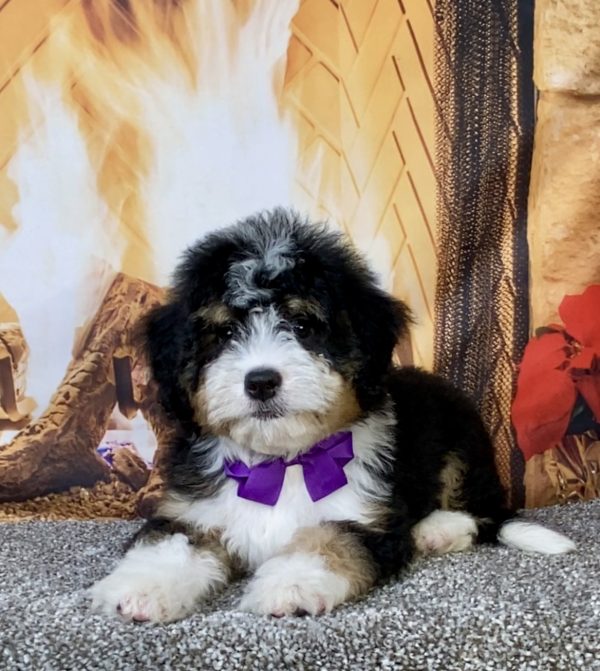 Photo of Ms. Bagel the Mini-Bernedoodle puppy