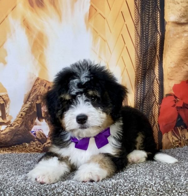 Photo of Ms. Bagel the Mini-Bernedoodle puppy
