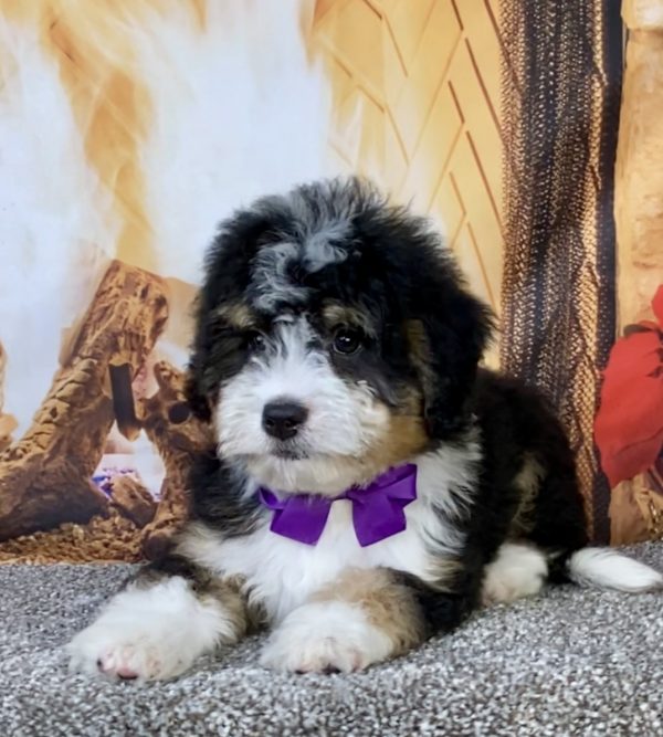 Photo of Ms. Bagel the Mini-Bernedoodle puppy