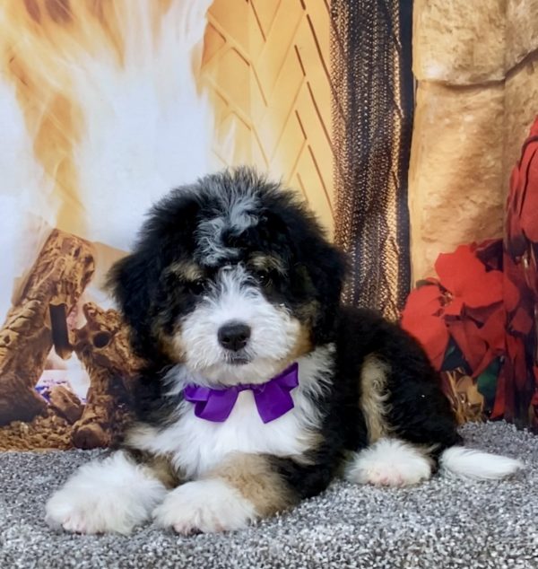 Photo of Ms. Bagel the Mini-Bernedoodle puppy