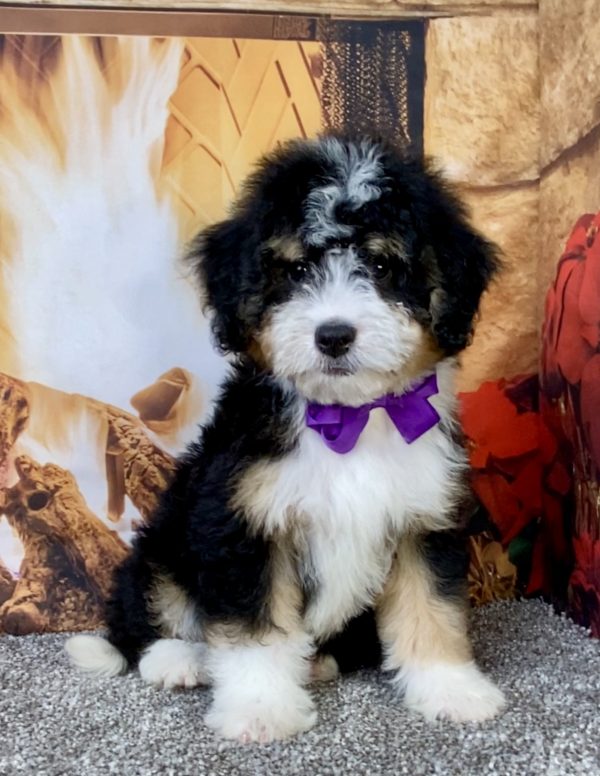 Photo of Ms. Bagel the Mini-Bernedoodle puppy