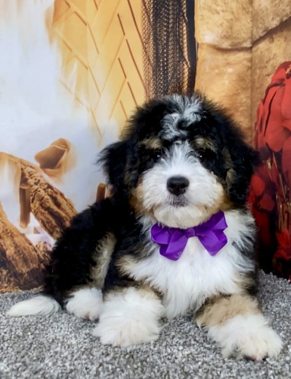 Photo of Ms. Bagel the Mini-Bernedoodle puppy
