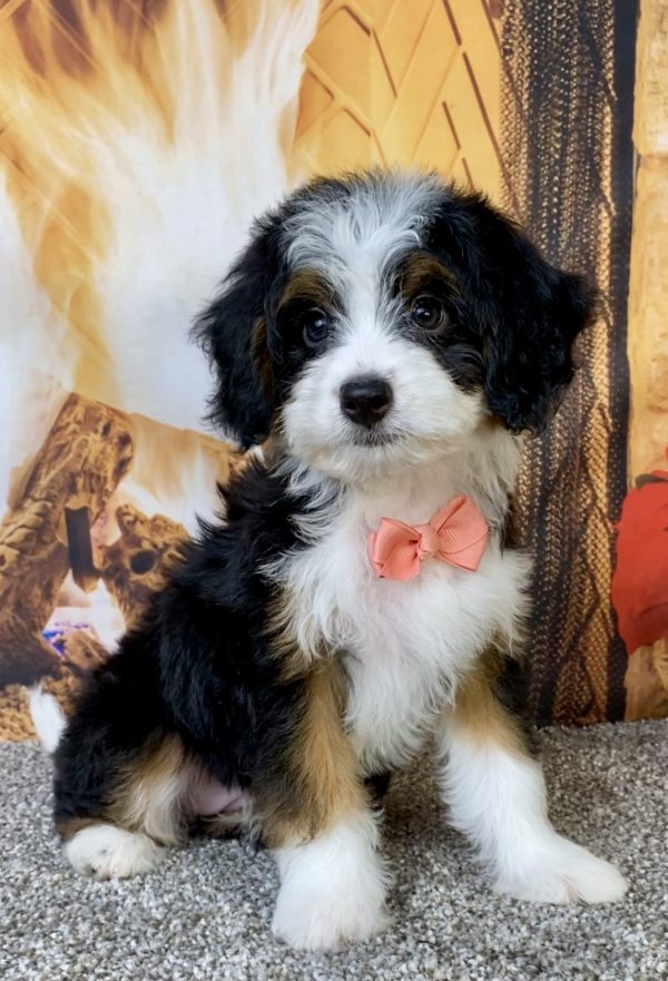Ms. Bella the  Mini-Bernedoodle puppy